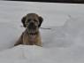 Cão meio triste com a neve em estrada próxima à Susanville, na Sierra Nevada, Califórnoa, nos Estados Unidos